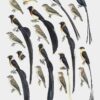 Manual de las Aves del Mundo - Volumen 15 - Imagen 20
