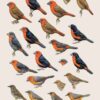 Manual de las Aves del Mundo - Volumen 15 - Imagen 21