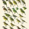 Manual de las Aves del Mundo - Volumen 15 - Imagen 22