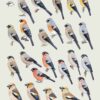 Manual de las Aves del Mundo - Volumen 15 - Imagen 23