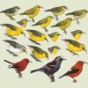 Manual de las Aves del Mundo - Volumen 15 - Imagen 24
