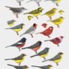 Manual de las Aves del Mundo - Volumen 15 - Imagen 25