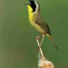 Manual de las Aves del Mundo - Volumen 15 - Imagen 6