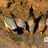 Manual de las Aves del Mundo - Volumen 15 - Imagen 11