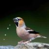 Manual de las Aves del Mundo - Volumen 15 - Imagen 3