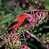 Manual de las Aves del Mundo - Volumen 15 - Imagen 10