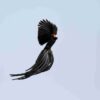 Manual de las Aves del Mundo - Volumen 15 - Imagen 5