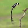 Manual de las Aves del Mundo - Volumen 15 - Imagen 4