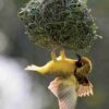 Manual de las Aves del Mundo - Volumen 15 - Imagen 7