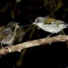 Manual de las Aves del Mundo - Volumen 15 - Imagen 8