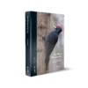 The Black Woodpecker