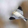 Handbook of the Birds of the World - Volume 16 - Image 10