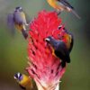Handbook of the Birds of the World - Volume 16 - Image 8