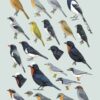 Handbook of the Birds of the World - Volume 16 - Image 18