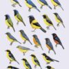 Handbook of the Birds of the World - Volume 16 - Image 25