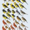 Handbook of the Birds of the World - Volume 16 - Image 19