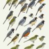 Handbook of the Birds of the World - Volume 16 - Image 20