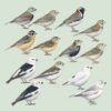 Handbook of the Birds of the World - Volume 16 - Image 21