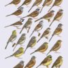 Handbook of the Birds of the World - Volume 16 - Image 22