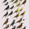 Handbook of the Birds of the World - Volume 16 - Image 23