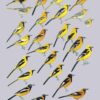Handbook of the Birds of the World - Volume 16 - Image 24