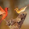 Handbook of the Birds of the World - Volume 16 - Image 12