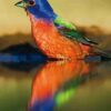 Handbook of the Birds of the World - Volume 16 - Image 2