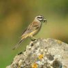 Handbook of the Birds of the World - Volume 16 - Image 7