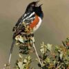 Handbook of the Birds of the World - Volume 16 - Image 4