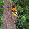 Handbook of the Birds of the World - Volume 16 - Image 11