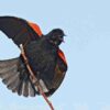 Handbook of the Birds of the World - Volume 16 - Image 6