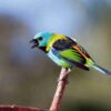 Handbook of the Birds of the World - Volume 16 - Image 9
