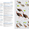 HBW and BirdLife International Illustrated Checklist of the Birds of the World – Volume 1 - Image 2