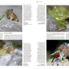 Handbook of the Mammals of the World - Volume 6 - 图片 3