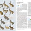 Handbook of the Mammals of the World - Volume 6 - 图片 4