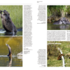 Handbook of the Mammals of the World - Volume 6 - 图片 5