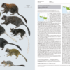 Handbook of the Mammals of the World - Volume 6 - 图片 8