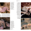 Handbook of the Mammals of the World - Volume 6 - 图片 9