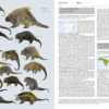 Handbook of the Mammals of the World - Volume 6 - 图片 10