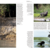 Handbook of the Mammals of the World - Volume 6 - 图片 11