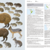Handbook of the Mammals of the World - Volume 6 - 图片 12