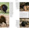 Handbook of the Mammals of the World - Volume 6 - 图片 13