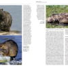 Handbook of the Mammals of the World - Volume 6 - 图片 15