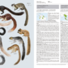 Handbook of the Mammals of the World - Volume 6 - 图片 16