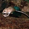 Handbook of the Mammals of the World - Volume 6 - 图片 17