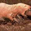 Handbook of the Mammals of the World - Volume 6 - 图片 22