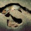 Handbook of the Mammals of the World - Volume 6 - 图片 21