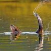 Handbook of the Mammals of the World - Volume 6 - 图片 19