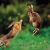 Handbook of the Mammals of the World - Volume 6 - 图片 18