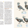 Birds of New Guinea - Imatge 3